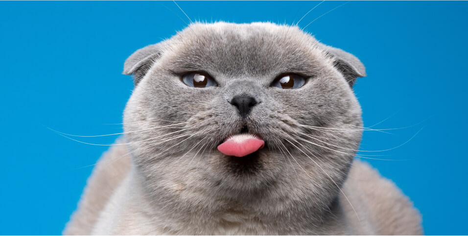 Gato gris sacando la lengua