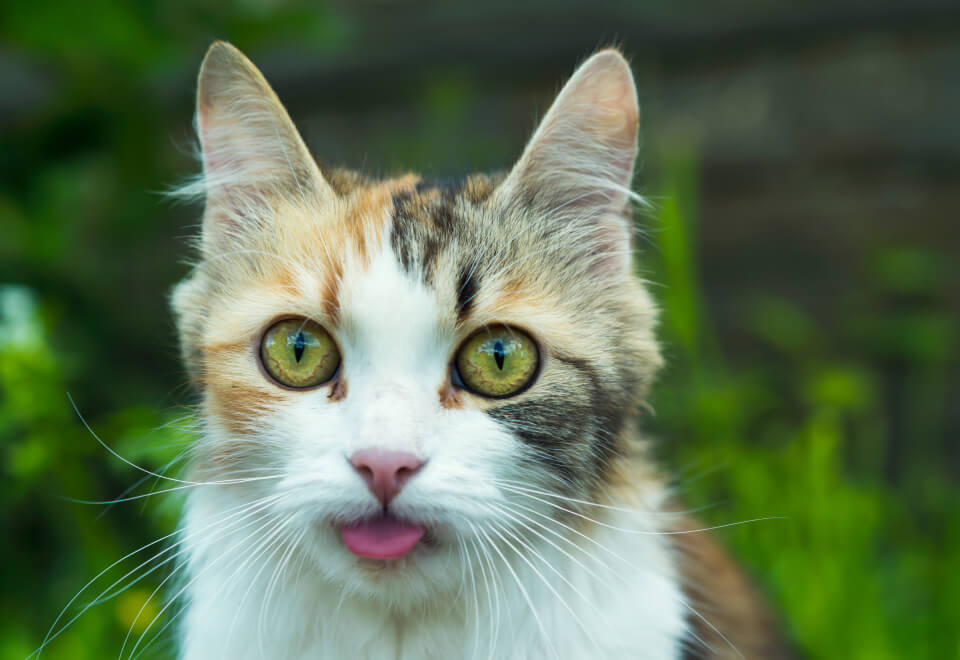 Gato en jardín sacando la lengua
