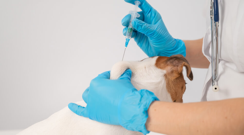 Veterinario vacunando a perro contra el parvovirus en perros