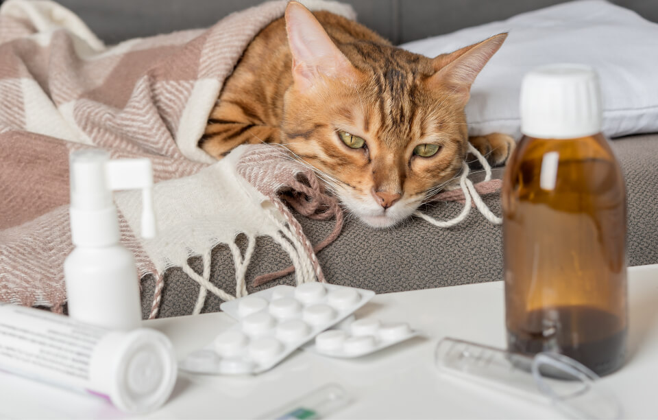 Gato y medicamentos para atender la gripe en gatos