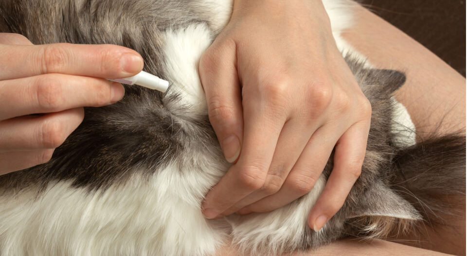 Aplicación de medicamento para la gripe en gatos