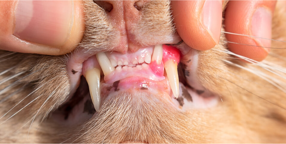 Dentadura de gato inflamada por infecciones