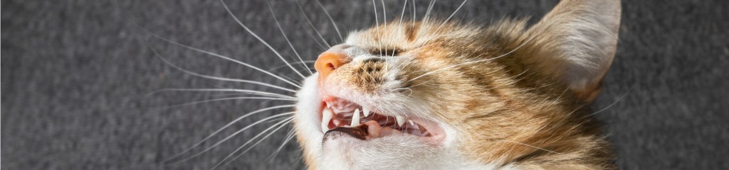 Gato con la mandíbula abierta