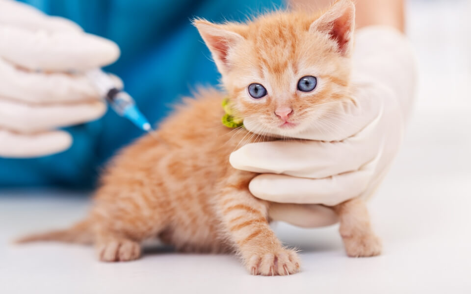 Cachorro de gato siendo vacunado por veterinario