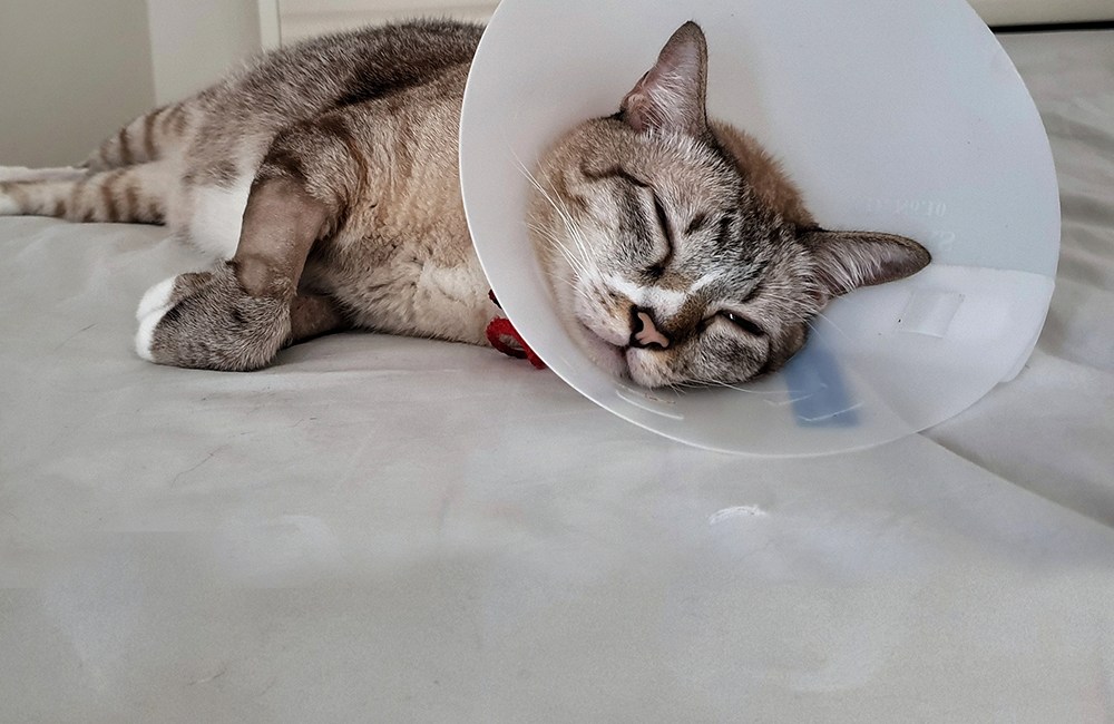 Gato con collar isabelino padeciendo inmunodeficiencia felina