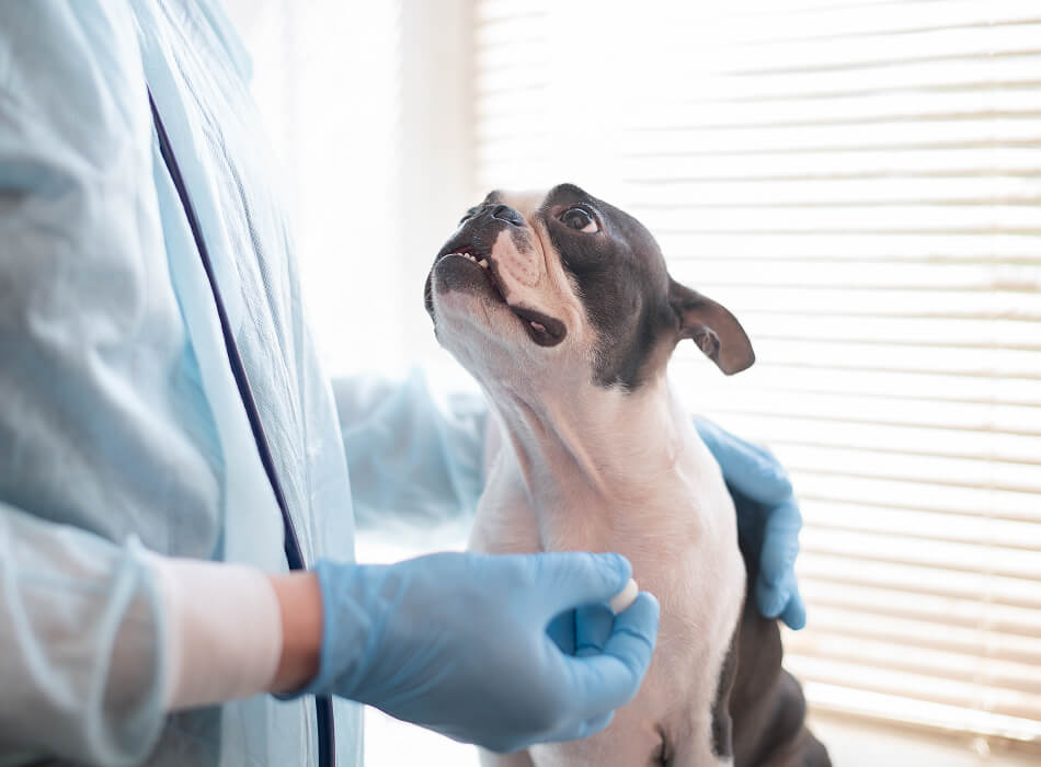 Veterinario administrando antibióticos a perro