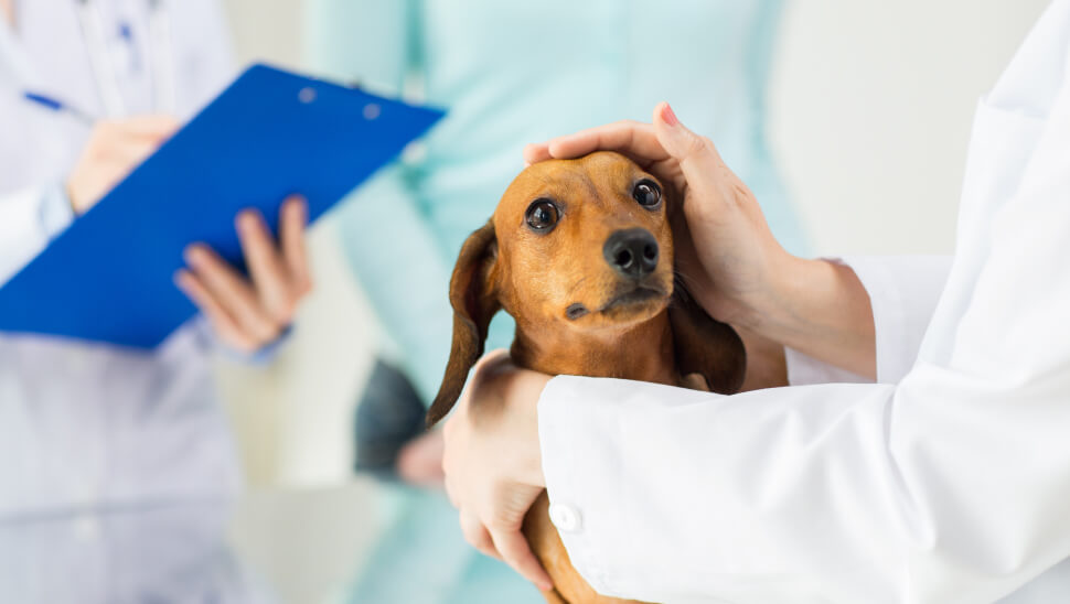 Perro siendo atendido por médico veterinario