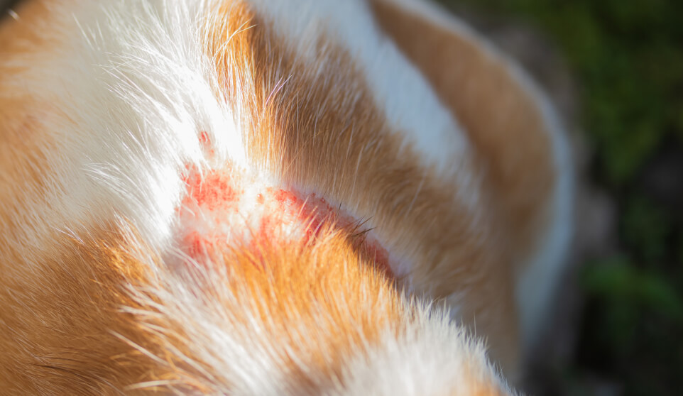Gato naranja con dermatitis miliar felina