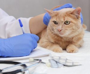 Gato naranja siendo acariciado por un veterinario