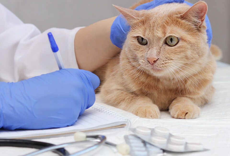 Gato naranja siendo acariciado por un veterinario
