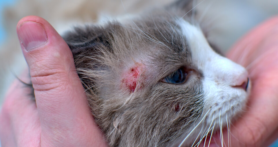 Exploración física de un gato con dermatitis miliar felina