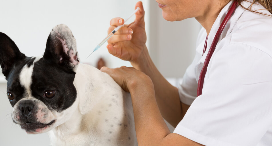 Médico veterinario aplicando dosis de antibióticos en animales