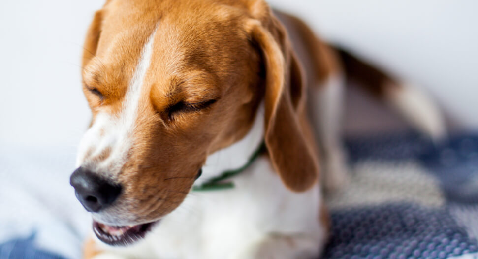 Perro de raza beagle con tos de las perreras