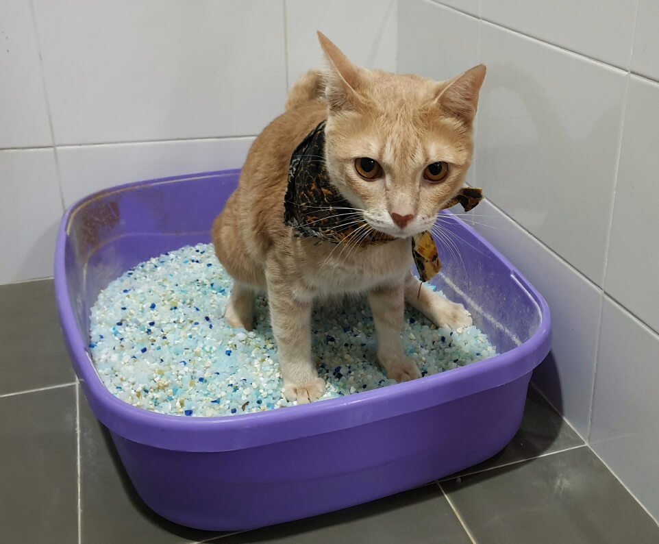 Gato sentado en arenero sufriendo de inmunodeficiencia felina