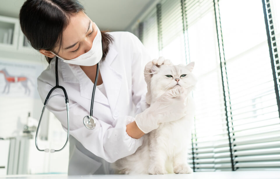 Médico veterinaria realizando examen físico a gato