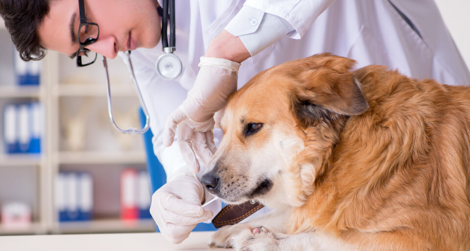 Veterinario haciendo un exámen médico para alergia en perros