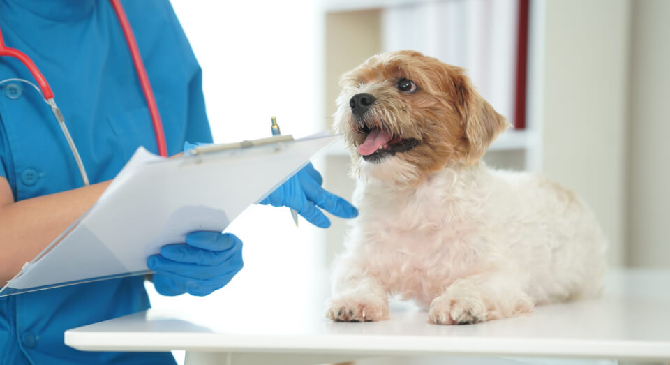 Un perro pequeño siendo atendido por un veterinario