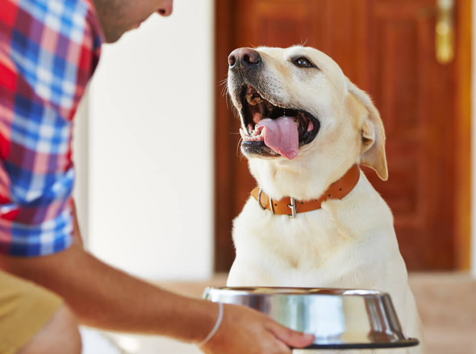 Labrador retriever recibiendo tratamiento para la alergia en perros