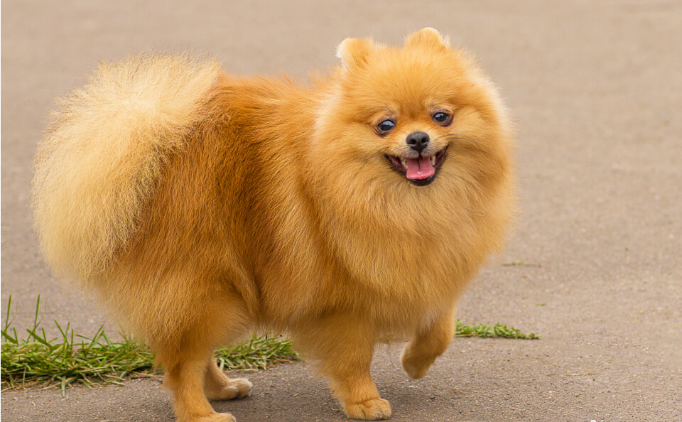 Perro de raza Pomerania caminando por la calle