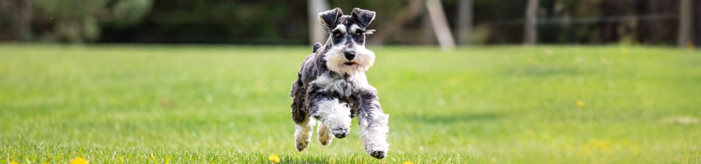 Perro de raza Schnauzer corriendo por jardín para perros pequeños