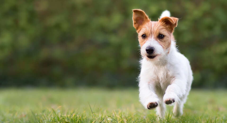 Perro pequeño corriendo por jardín para perros pequeños