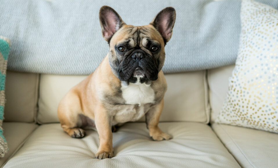 Perro de raza Bulldog Francés sentado en mueble