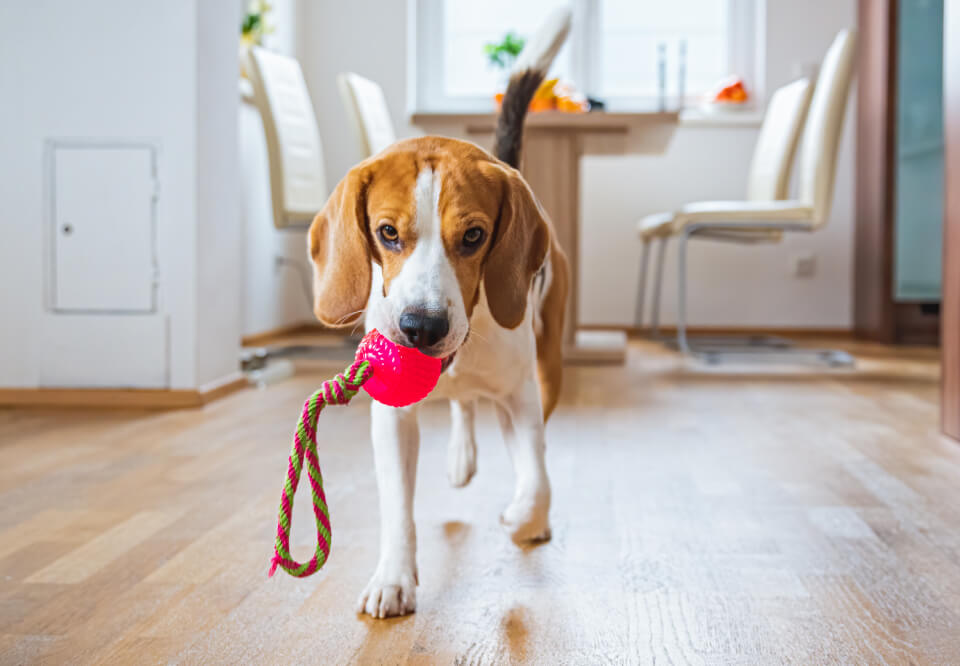 Perro de raza Beagle jugando con pelota