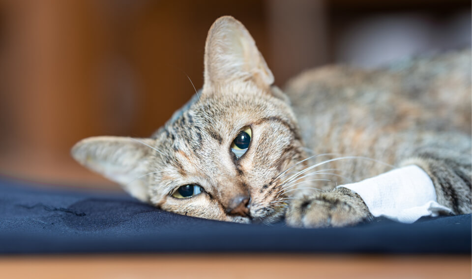 Felino recostado con síntomas de anemia hemolítica en gatos