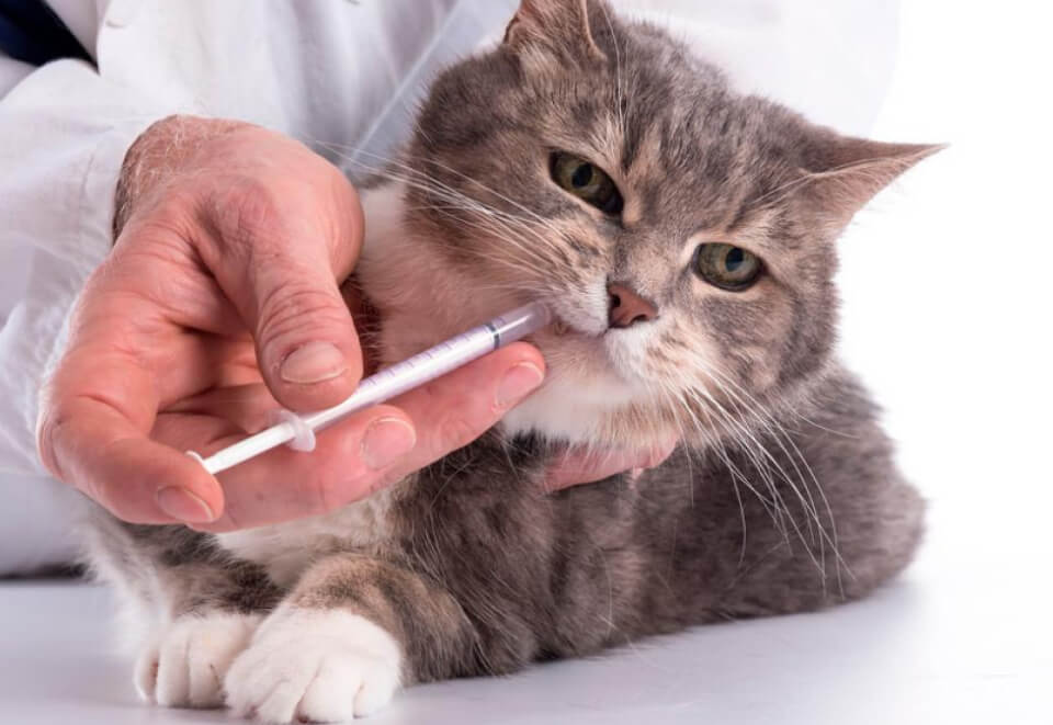 Veterinario dando medicamento con jeringa a gato