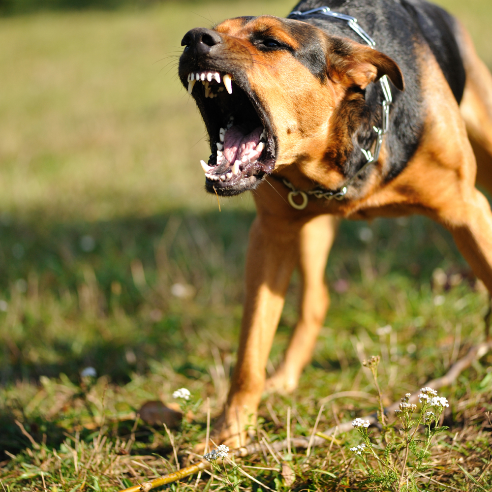 Perro agresivo con síntomas de rabia en perros
