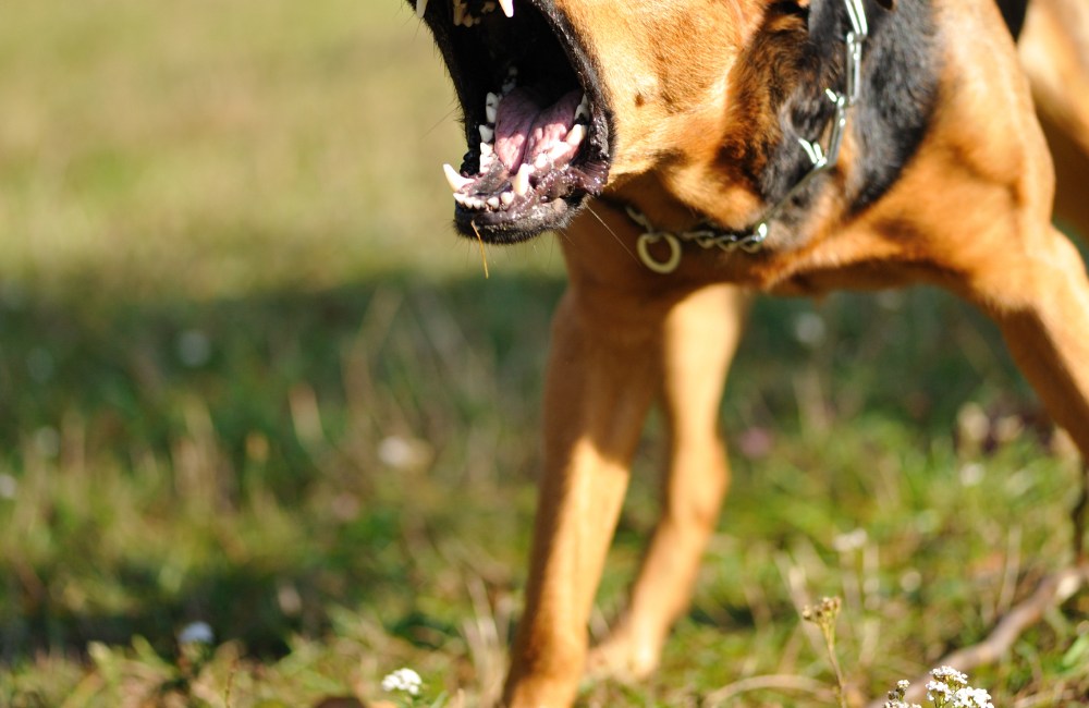 Perro agresivo con síntomas de rabia en perros