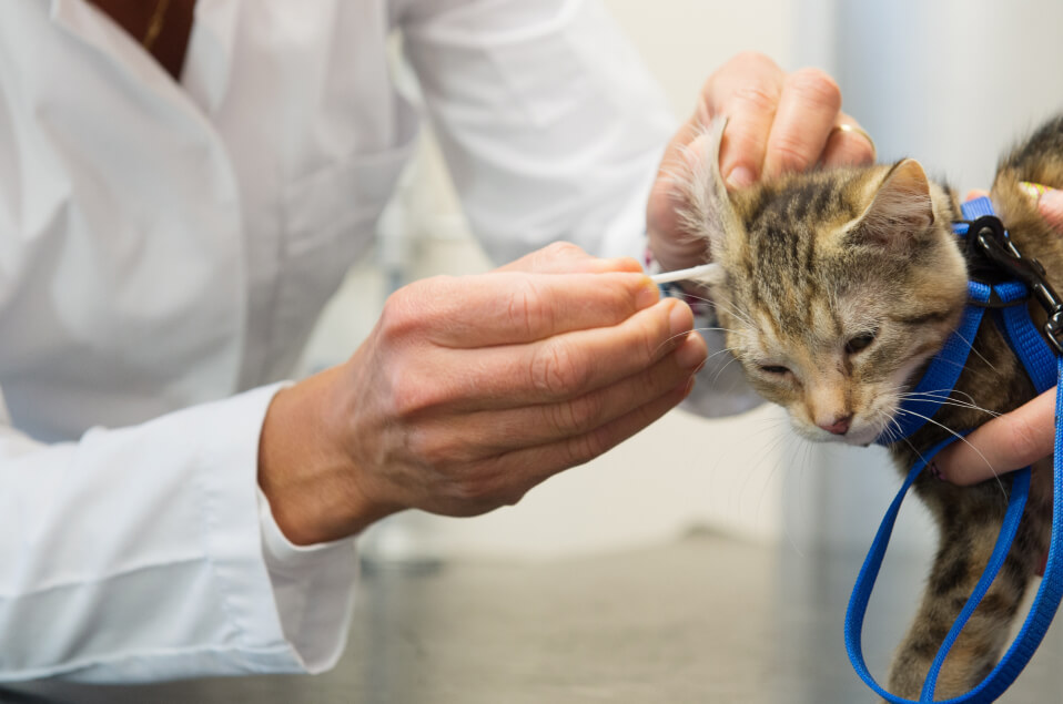 Veterinario limpiando el oido a un gato