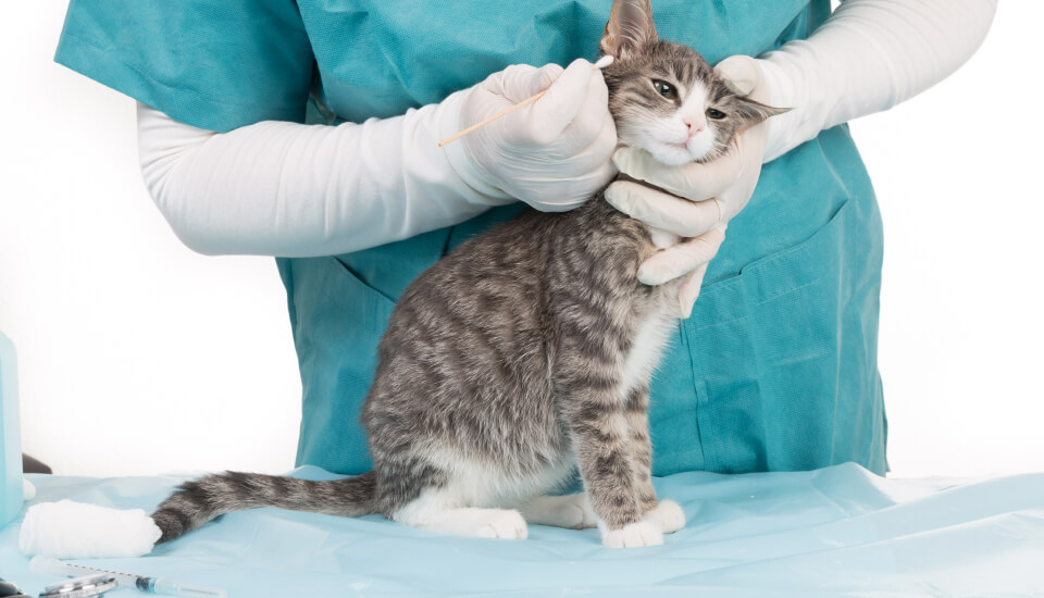 Veterinario limpiando posibles ácaros en gatos