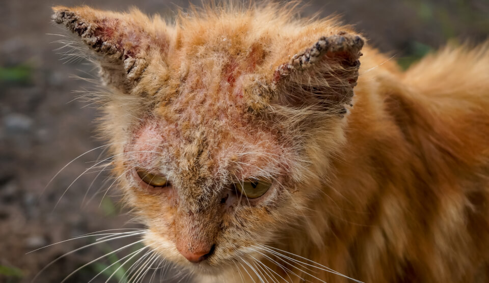 Gato naranja con problemas de dermatitis y ácaros