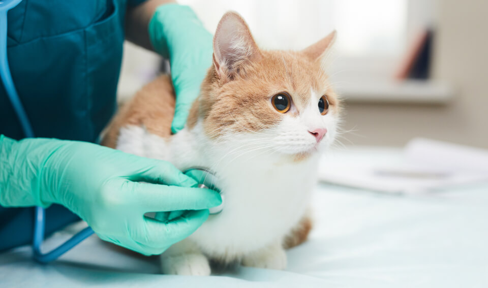 Veterinario revisando a gato