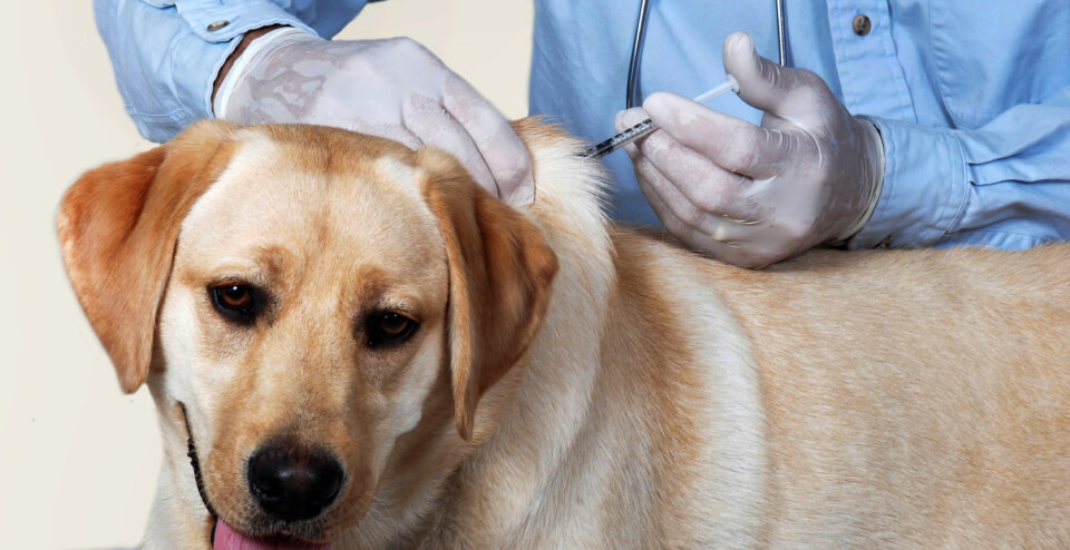 Veterinario aplicando vacuna a perro