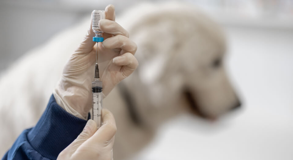 Veterinario preparando vacuna para perro