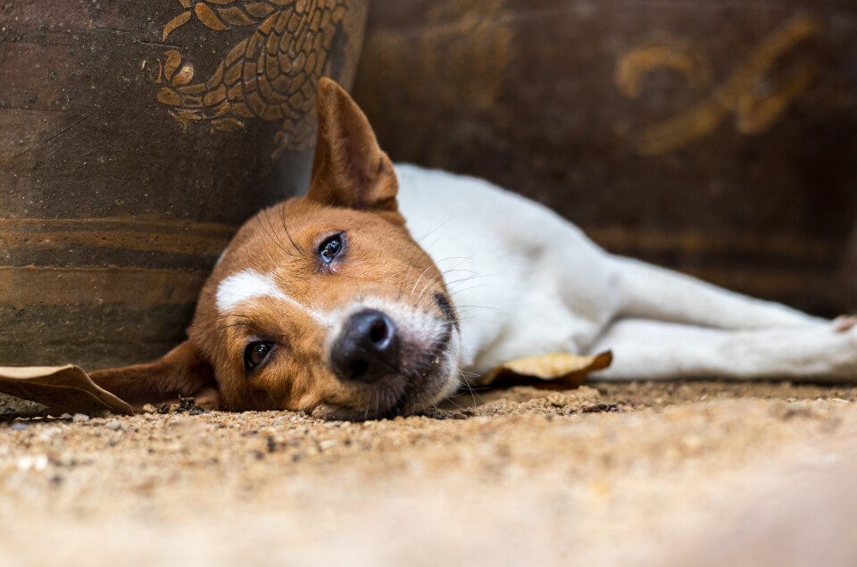 Canino recostado con síntomas de rabia en perros