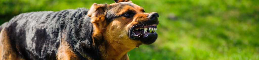 Canino gruñendo con síntomas de rabia en perros