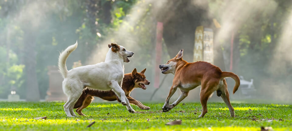 Perros jugando en jardín